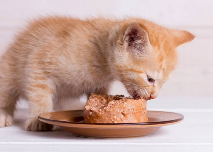 Cara Membuat Makanan Basah Home Made Untuk Kucing 