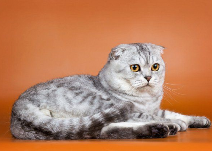 Yuk Kenalan Sama Kucing Scottish Fold, Si Makhluk Berbulu Bertelinga Lucu