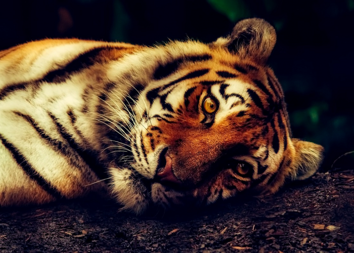 Mari Cegah Kepunahan Spesies Harimau di Indonesia! Begini Cara Melestarikan Harimau yang Bisa Kita Lakukan