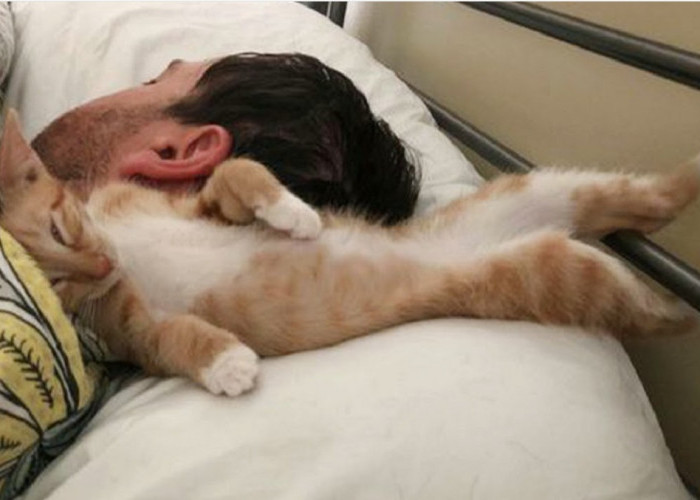 5 Cara Merayu Kucing Agar Ikut Tidur Bersama Dengan Kita, Yuk Ikuti Caranya Disini