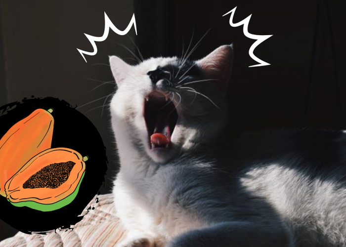 Bolehkah Kucing Makan Pepaya? Simak Penjelasannya Supaya Tidak Salah Dalam Memberi Pakan! 