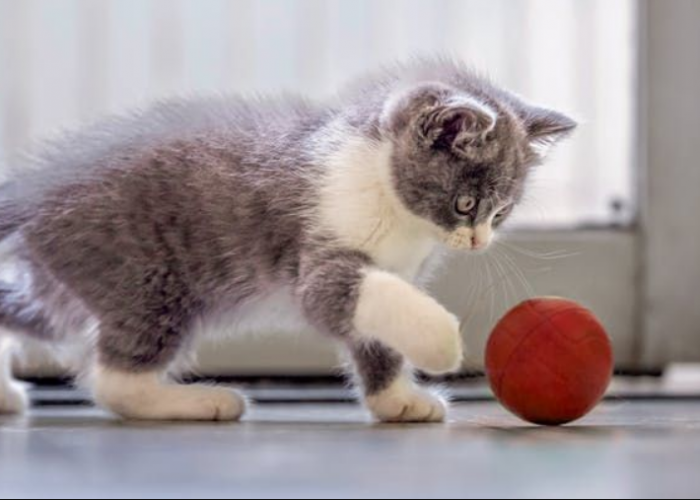 Tahukah Kalian Inilah 5 Fakta Unik yang Terjadi Dalam Otak Kucing, Bikin Pengetahuanmu Bertambah