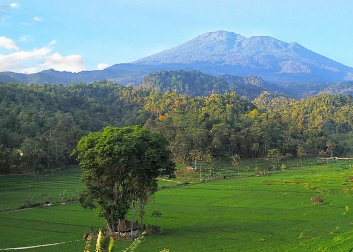 Diduga Harimau, Pernah Gegerkan Salah Satu Dusun di Lereng Gunung Ciremai, Konon karena Ledakan Bom