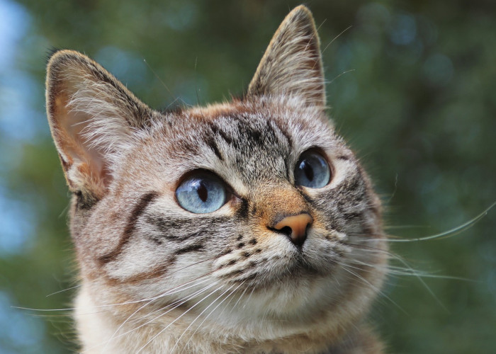 1 Tahun Umur Kucing Sama Dengan 15 Tahun Umur Manusia? Begini Perbandingan Umur Kucing dan Manusia