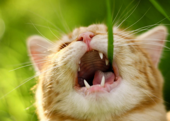Apakah Aman? Ini 3 Alasan Kenapa Kucing Suka Makan Rumput yang Jarang Diketahui