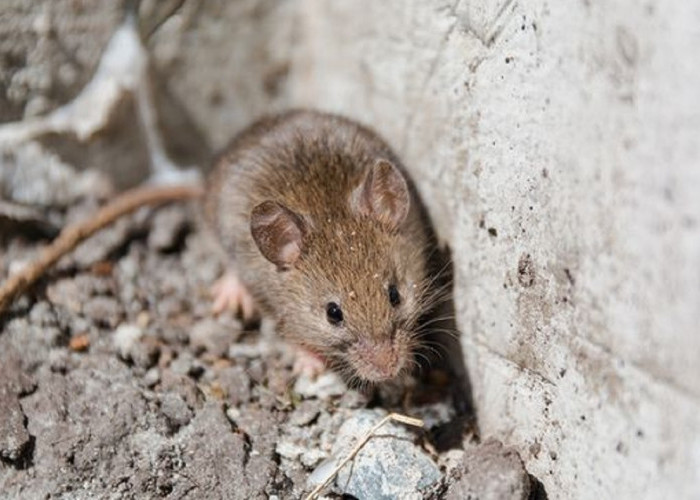 Ampuh Cegah Tikus Masuk Rumah, Yuk Simak 6 Cara Pencegah Tikus Masuk Ke Dalam Rumah