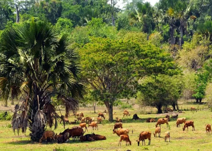 3 Tempat Wisata ini Bisa Menjadi Pilihan Alternatif Liburan di Banyuwangi