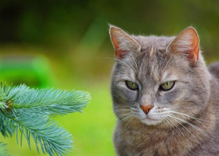 5 Cara Alami Mencegah Kucing Buang Air Besar di Halaman Rumah 