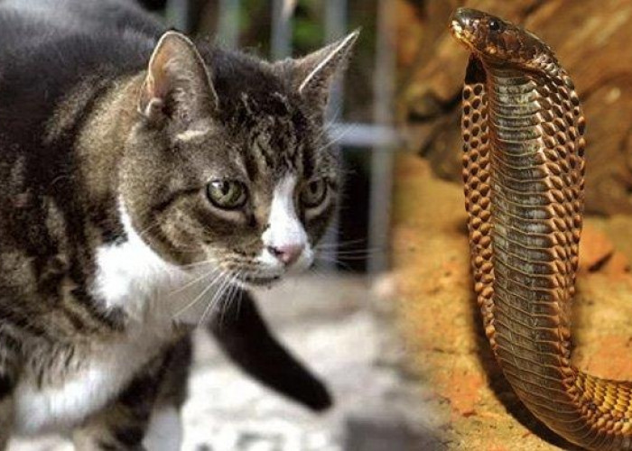 3 Alasan Ular Takut dengan Kucing yang membuat Kabur Terbirit-birit, Ternyata Kucing Bisa jadi Penjaga Rumah