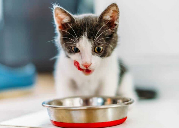 BERBAHAYA! 5 Macam Makanan yang Tidak Boleh Dimakan Kucing, Bisa Bikin Keracunan! Pemilik Kucing Harus Tahu!