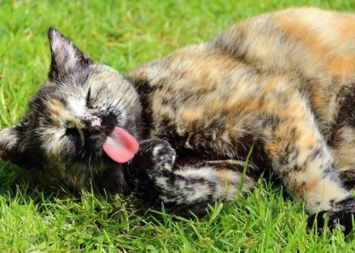 Inilah 5 Penyebab Kucing Kabur dari Rumah yang Jarang Diketahui Pemiliknya
