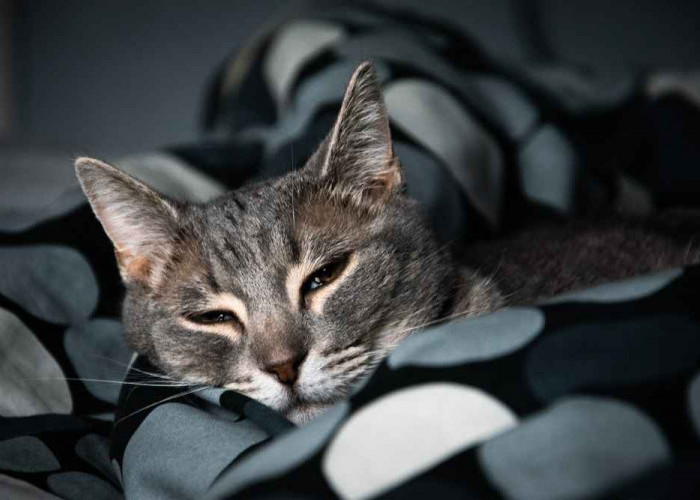 Biar Tidak Berisik Saat Malam, Ini 5 Cara Mencegah Kucing Mengeong Saat Malam Hari, Pemilik Wajib Simak!