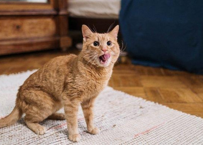 Apa yang Ditakuti Kucing Liar? Inilah 5 Tips Mengusir Kucing Liar Tanpa Membuatnya Cidera Tapi Bikin Kapok!