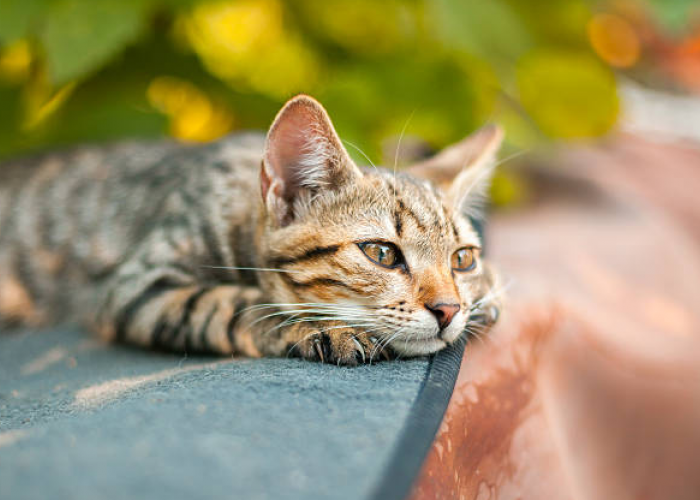 5 Hal yang Harus Dilakukan Ketika Kucing Peliharaanmu akan Mati, Jangan Sampai Anabulmu Mati dengan Kesedihan