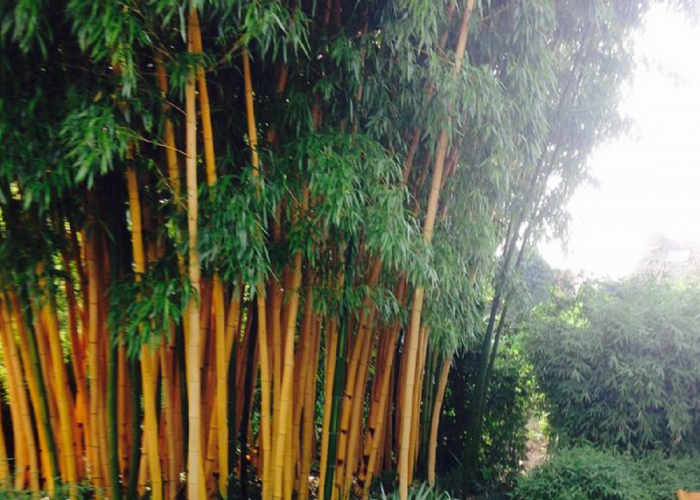 4 Mitos Seputar Bambu Kuning yang Ditanam di Halaman Rumah, Apakah Bisa Mengusir Jin?