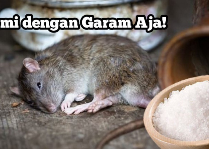 Cukup Menggunakan Garam? Ini 3 Cara Membasmi Tikus Menggunakan Garam dengan Mudah