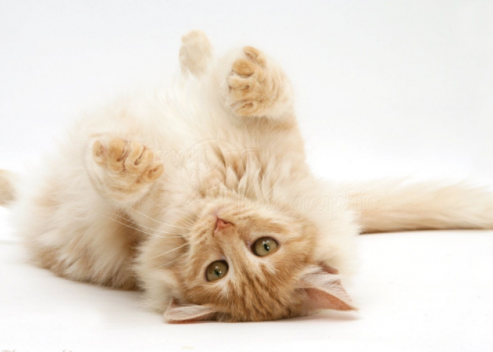 Mudah dan Praktis! Inilah 5 Cara Membuat Makanan Kucing Anggora Sendiri, Bikin Anabul Gemuk!