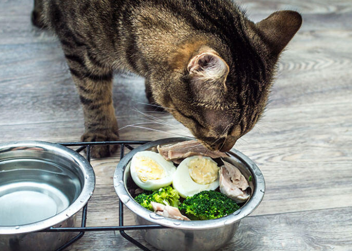Inilah 4 Cara Membuat Makanan Kucing dari Telur Ayam agar Cepat Gemuk dan Berbulu Lebat
