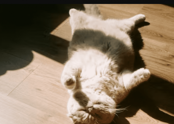 Bikin Gemas! 7 Macam Kebiasaan Aneh Kucing yang Wajib Diketahui Alasannya oleh Catlovers