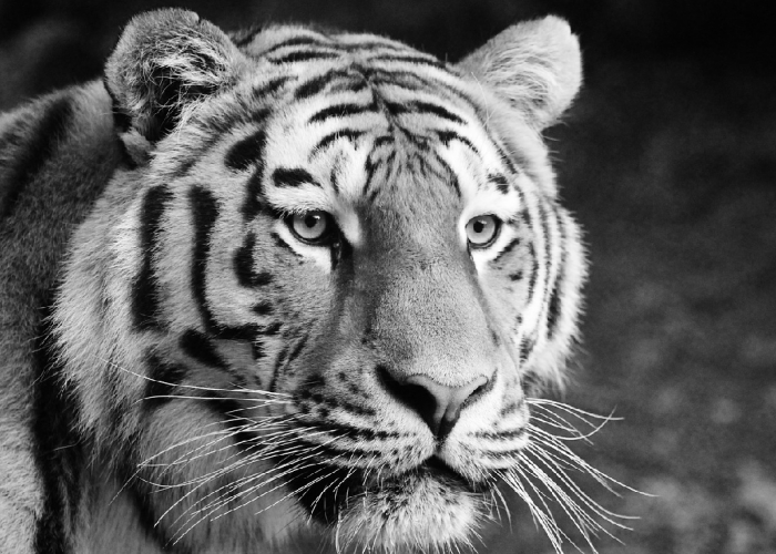 Simbol Budaya! Berikut Ini Adalah Eksistensi Harimau Dalam Budaya Dunia, Simak Penjelasannya