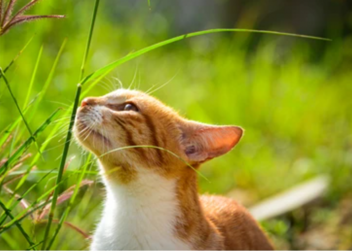 Tidak Perlu Turun Tangan, 5 Cara Mengusir Kucing Secara Alami Dengan Aroma yang Tidak Disukainya