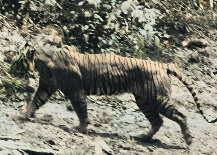 Harimau Jawa Terlihat Jelas Tahun 2002, Ingin Terkam Pendaki Gunung Ciremai, Tinggal Berjarak 3-4 Meter