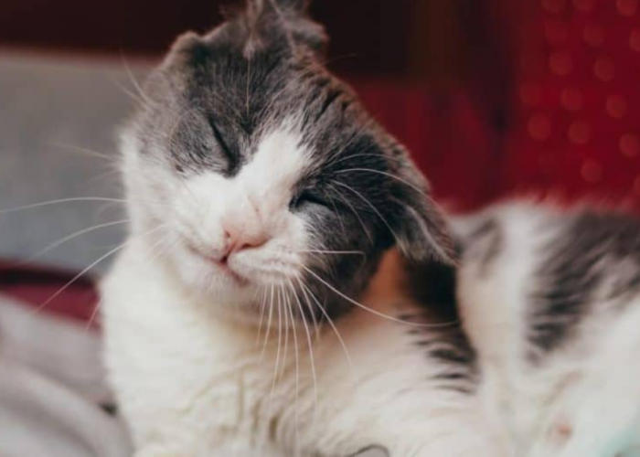 Yuk! Mengenal 5 Bahasa Tubuh Kucing dari Gerakan Telinga yang Wajib Diketahui Pemilik Anabul