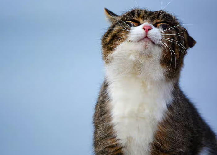 Berikut 6 Tanda Kucing Senang Dengan Kita? Ternyata Anabul Juga Bisa Mengucapkan Sayang