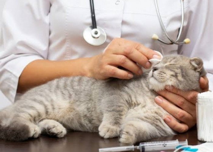 Hati-hati! Ini Daftar Penyakit Kucing yang Bisa Menular ke Manusia