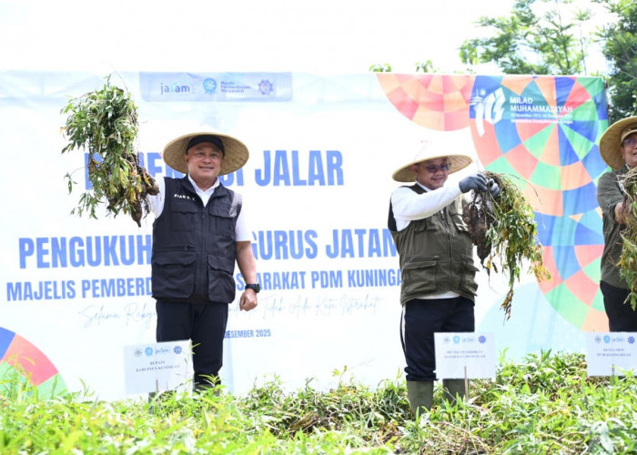 Ubi Varietas Cilembu dan Naruto Dikembangkan Petani Kuningan