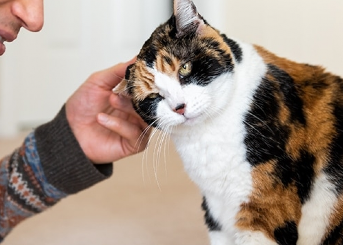 Ini 5 Cara Kucing Mengenali Namanya, yang Bisa diajari Oleh Pemiliknya