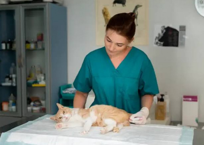 Mengetahui Berapa Biaya Sterilisasi Kucing, Yuk Nabung untuk Anabul Kesayangan