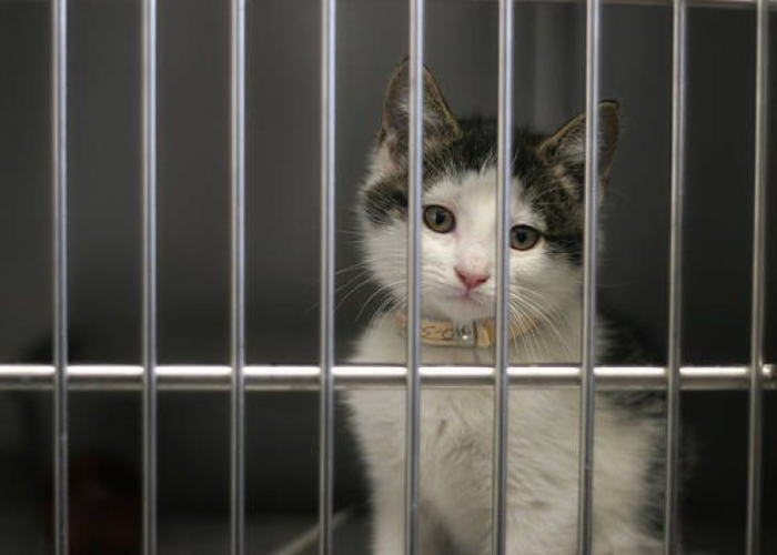 5 Cara Mencegah Kucing Hamil Tanpa Steril, Aman dan Bisa Dilakukan Oleh Pemilik Kucing Lho!