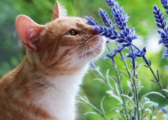 Yuk Cari Tahu 7 Tanaman Yang Tidak Disukai Kucing, Ternyata Kucing Benci Dengan Tanaman-Tanaman Ini