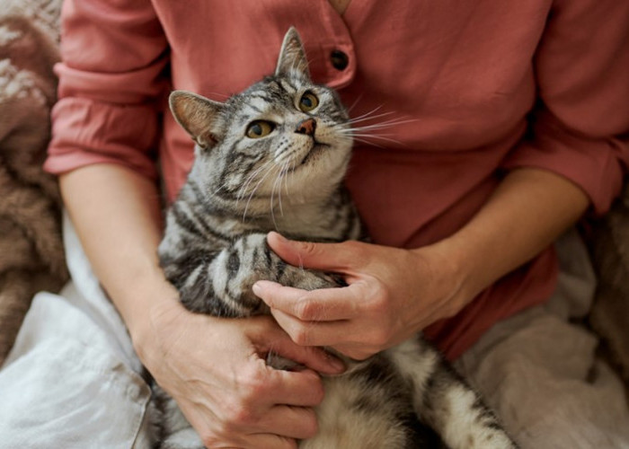 Ini 5 Pertanda Kucing Sudah Tua, Serta Jenis Perawatan yang Perlu Kita Siapkan!