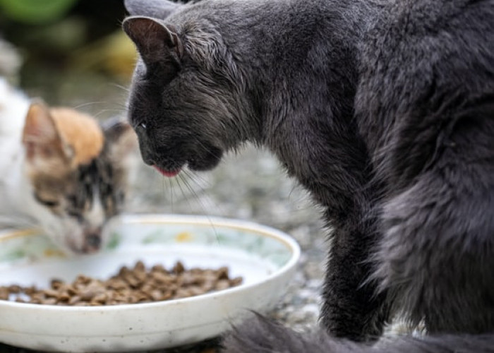 Memberi Makan Kucing Liar Apakah Sedekah? Inilah 5 Keistimewaan Memberi Makan Kucing Liar, Jangan Pelit!