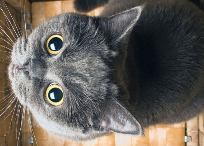 Kenapa Kucing Suka Menatap Pemiliknya? Berikut 5 Alasan yang Bisa Bikin Catlover Baper