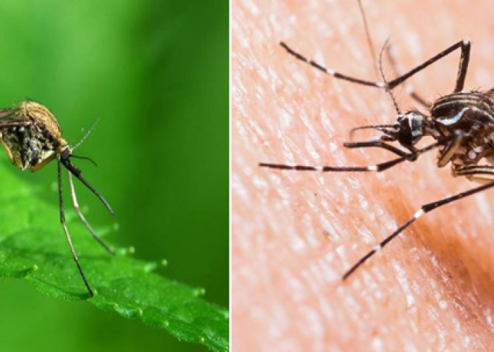 Apa Perbedaan Nyamuk Rumah Dan Nyamuk Kebun? Lebih Bahaya Mana? Simak Disini