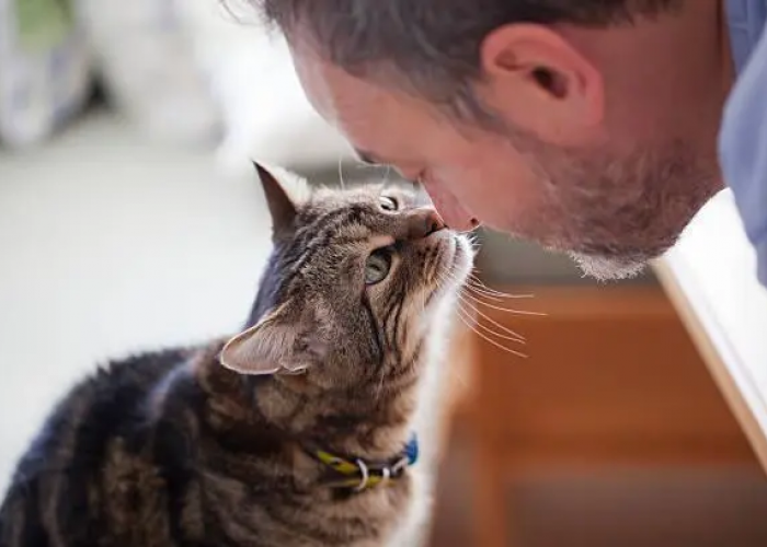 Unik! Ternyata Ini 5 Cara Kucing Mengenali Kamu Sebagai Majikannya yang Jarang Disadari