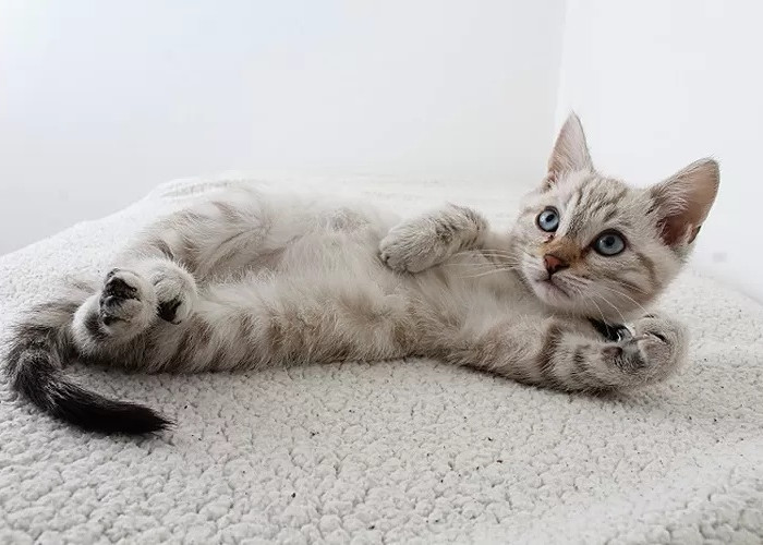 6 Alasan Kucing Liar Betah Di Teras Rumah, Oh Ternyata Ini No. 5 Bikin Kucing Merasa Disayang