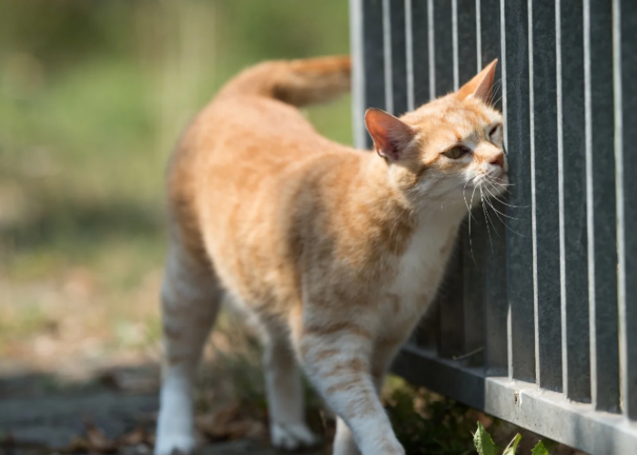 4 Cara Mencegah Kucing Liar Masuk ke Lingkungan Rumah, Tanpa Kekerasan dan Ampuh!