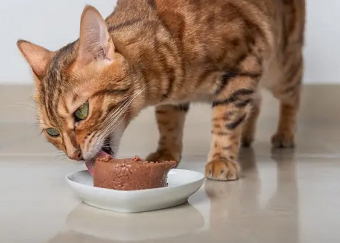 Apakah Kita Boleh Makan Makanan Kucing? Ternyata Boleh Meskipun ada 3 Efek Sampingnya Berikut Ini