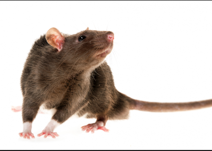 Mengganggu Pendengaran Hama, Inilah 6 Suara yang Ditakuti Tikus dan Efektif Mengusirnya dari Rumah