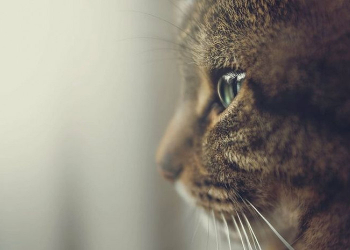 Kucing Kampung Dengan Kehidupan Liar, Memiliki 3 Penyakit Dapat Mengancam Keselamatannya