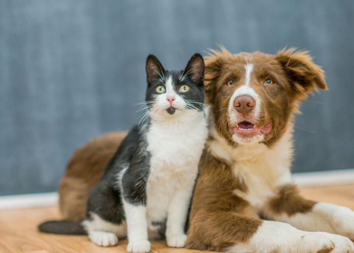 Ternyata Kucing Itu Lebih Pintar Dua Kali Lipat Daripada Anjing! Begini Kata Peneliti