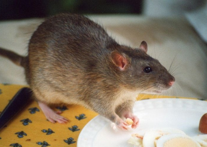 6 Tanda-Tanda Tikus Ada Di Plafon Rumah dan Area Rumah Lainnya! Ketahui Sebelum Beranak Pinak