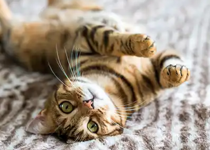 Ini 4 Alasan Kenapa Kucing Suka Berguling di Lantai, yang Bisa Bikin Terharu!