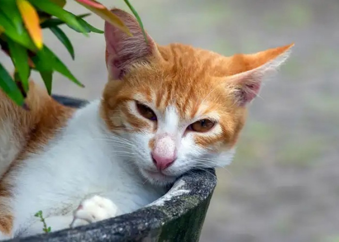 Pelihara Kucing Kampung Yuk! Inilah 3 Cara Membuat Kucing Kampung Menjadi Penurut dan Mudah Untuk Diajari