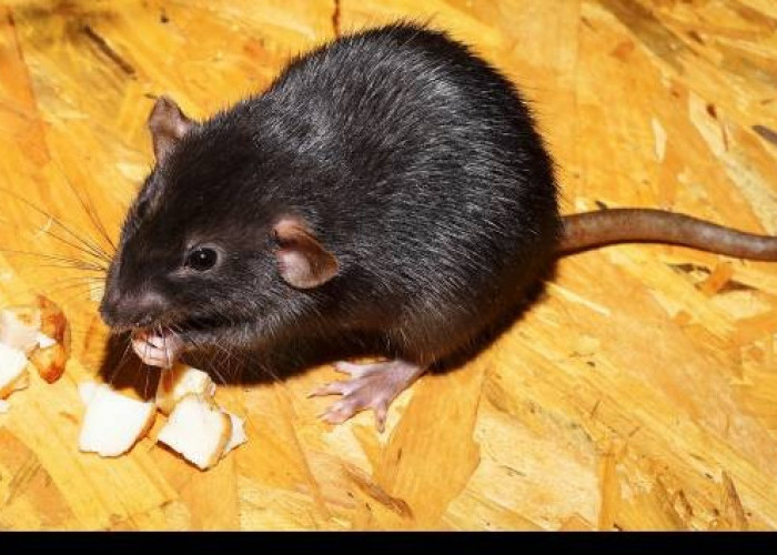 Tikus Lari Terbirit-birit? Inilah 8 Cara Mengusir Tikus di Plafon Rumah Bikin Kapok dan Enggan Datang Kembali