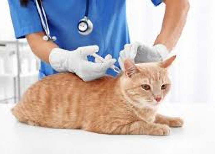 Pentingnya Vaksinasi Pada Kucing Beserta Jenisnya. Cat Lovers Wajib Tahu!